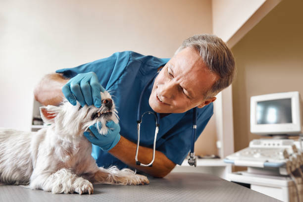 Best Emergency Tooth Extraction in Mammoth, AZ